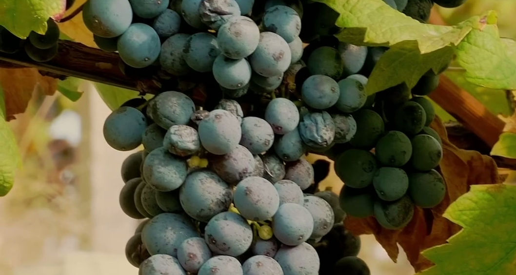 Civitella Roman Wine Vert